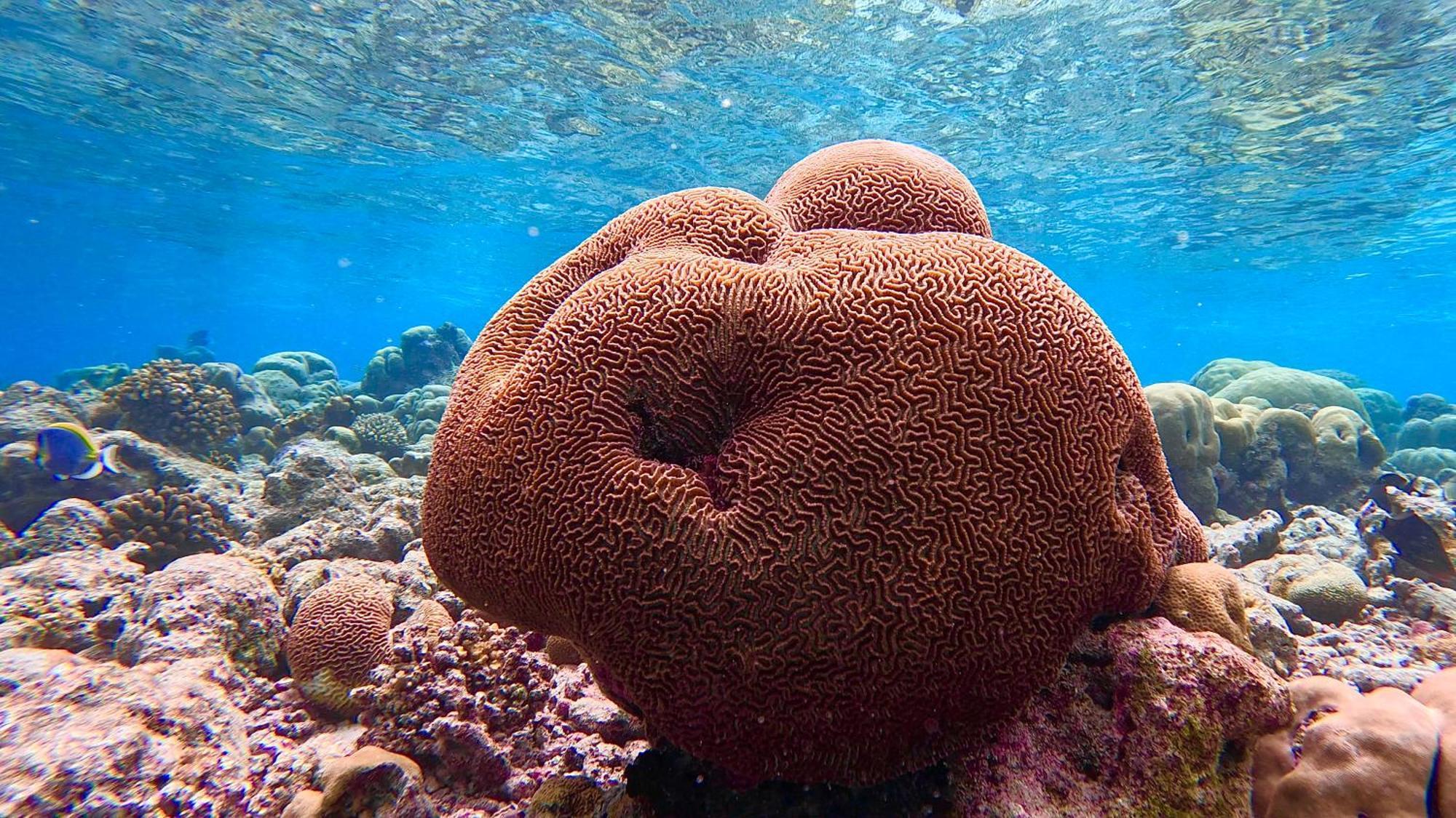 Konut By Thakuru Guraidhoo (Kaafu Atoll) Exterior foto