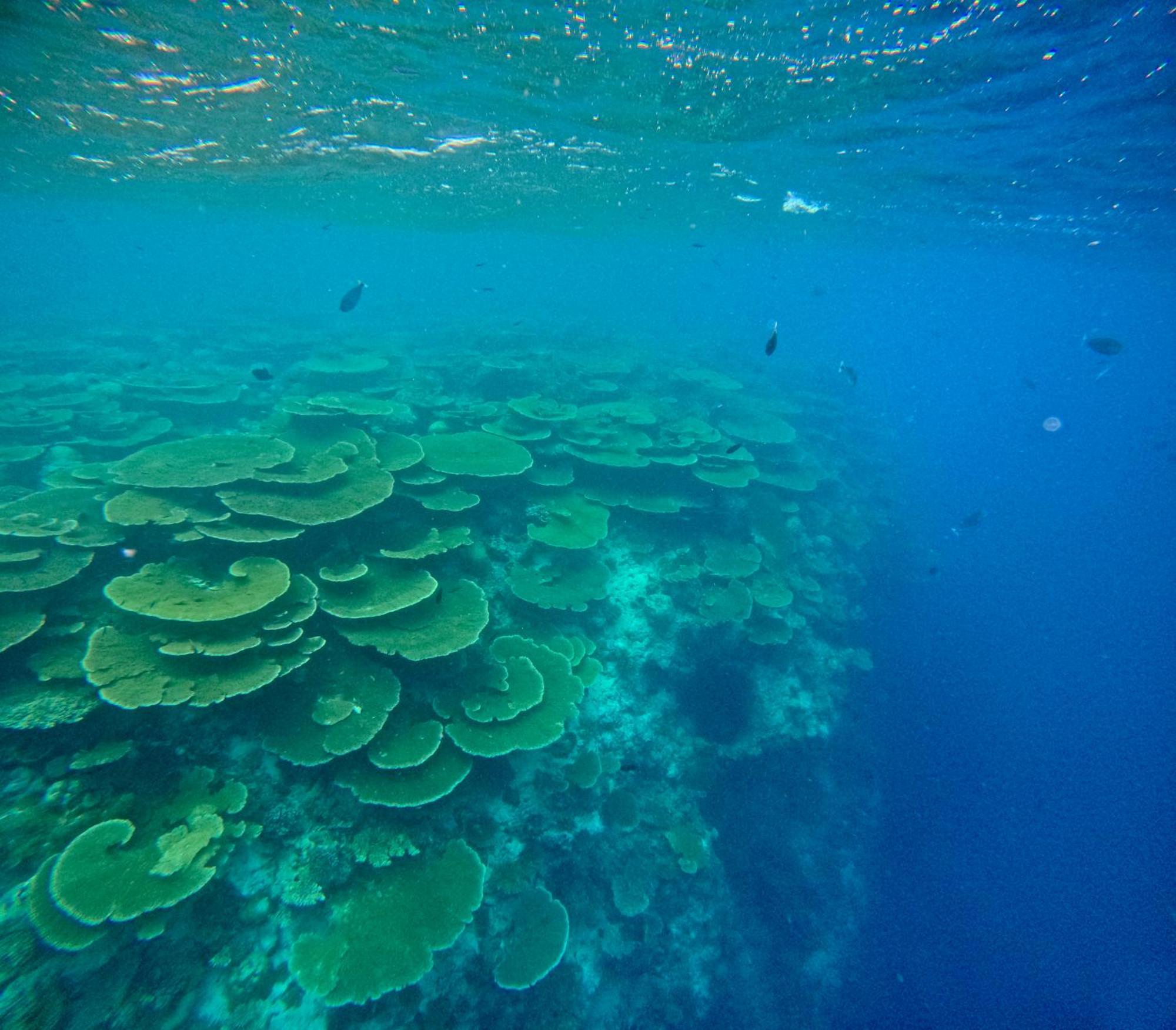 Konut By Thakuru Guraidhoo (Kaafu Atoll) Exterior foto
